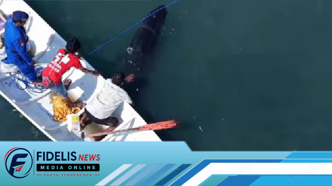 Terdampar Paus Pilot di Teluk Bajoe